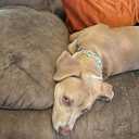 3 x Elegant little tail Airtag Dog Collar, St Patrick's Dog Collar Pet with Airtag Holder Holiday Pet Collar Cute Puppy Collar Adjustable Pet Dog Collars for Large Dogs (Large (Pack of 1), Pink Lucky Clover)