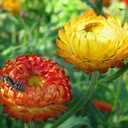 3 x 250+ Seeds Strawflower Giant Mix - Flower Multicolor