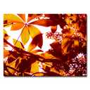 Trademark Fine Art Light Coming Through Tree Leaves Artwork by Amy Vangsgard, 18 by 24-Inch