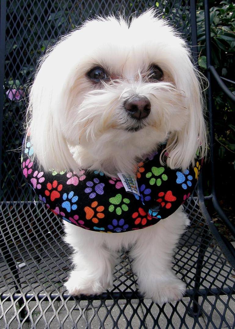 Puppy Bumpers Keep Your Dog on The Safe Side of The Fence - Rainbow Paw (Up to 10")