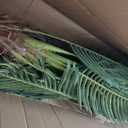 7ft Tall Artificial Phoenix Palm Tree for Outdoor Indoor Decor, Large Faux Coconut Silk Palm Tree Tropical Fake Tree Perfect for Outside Patio Poolside Home Office Decor (Set of 2)