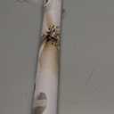 ILHIIOR Beige Floral Peel and Stick Wallpaper - Boho Vintage Leaf Pattern - Removable Self-Adhesive Wall Decor - 17.5''x118.1''