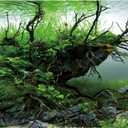 AWERT 30x18 inches Branches Fish Tank Background Seaweed Aquarium Background River Bed & Lake Aquarium Background Vinyl Background