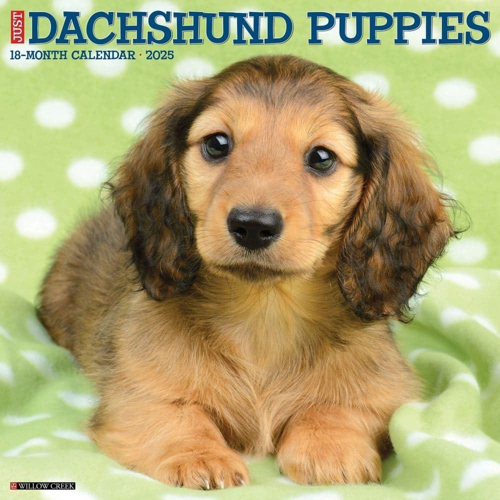 Just Dachshund Puppies 2025 12" x 12" Wall Calendar