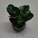 AlphaAcc Artificial Plants Potted Real Looking Small Faux Plant with Rustic Black Cement Planter for Kitchen Office Desk Bookshelf Decor (Ficus Plant)
