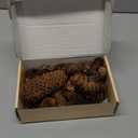 40 PCS Rustic Pine Cone Decorations - Large, Medium and Mini Sizes for Table, Tree and Home Decor