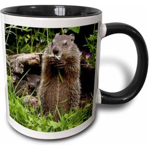 3dRose Usa Minnesota Sandstone Groundhog Feeding On A Flower Two Tone Mug, 11 oz, Black