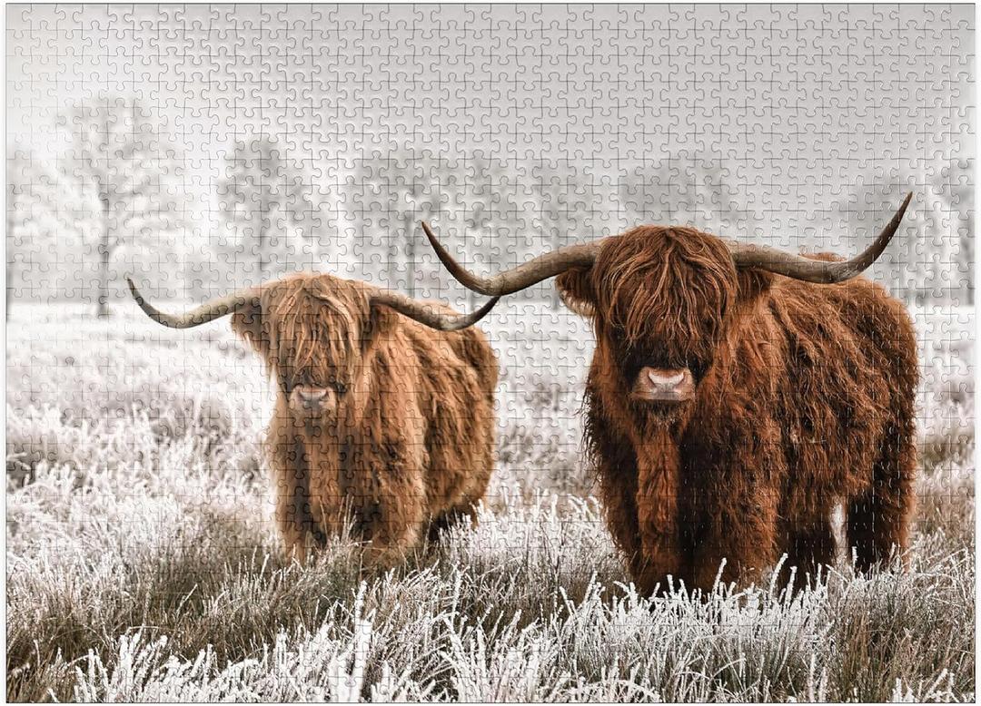 MyPuzzle Hairy Scottish Highland Cattle in A Winter Landscape - Premium 1000 Piece Jigsaw Puzzle for Adults