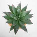Briful Succulents Plants Artificial for Home Decor, Realistic Potted Fake Agave Plant in Wicker Basket, Cute Aloe Maguey Faux Plant, Shelf Tables Decor, Modern Farmhouse Home Decorations