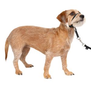 PetSafe Gentle Leader Headcollar No-Pull Dog Collar - Helps Improve Walks - Durable Nylon Construction - Padded Nose Loop - Adjustable Fit - Comfort Walking Halter - Small, Black