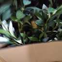 Realead 6ft Artificial Olive Tree with Tall Exquisite Planter - Realistic Faux Olive Tree with Thick Trunk and Lifelike Fruits - Large Fake Olive Tree for Home Office Decor