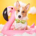 Elegant Little Tail Bowtie Dog Collar for Small to Large Dogs (X-Large (Pack of 1), Flip Flops)