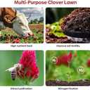 Groundio Annual Crimson Clover Seeds, 2 lbs, Trifolium Incarnatum Seeds for Lawn Alternative, Attracts Pollinators, Nitrocoated and Inoculated