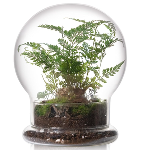 WHJY Round Glass Cloche for Indoor Plants Small Terrarium Glass Cloche with Base Mini Cloche Dome with Base for Display Home Decor