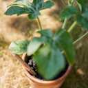 SproutWorld Wood-Cased Pencils | EVERYDAY EARTH | HB Pre-Sharpened Graphite Plantable Wooden Pencils with Flower, Herb & Vegetable Seeds |Gift Ideal for Drawing, Sketching & Shading | 12 Pack