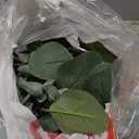 Winlyn 5.9' Long Faux Silver Dollar Eucalyptus Leaves Greenery Artificial Garland in Grey Green for Wedding Arch Swag Backdrop Doorways Table Runner Indoor Outdoor