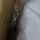 Aluminum Swap Retrofit Engine Oil Pan Compatible With GM LS1 LS2 LS3 LS6 Engines 302-1 W/Pickup Tube, Bracket Plate & Gasket