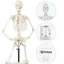 Human Skeleton , 5'6" (167 cm)