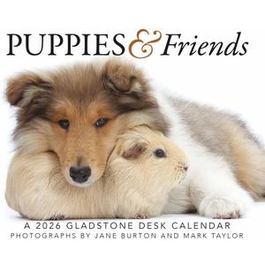 Gladstone Media, Puppies & Friends 2026 Desk Calendar