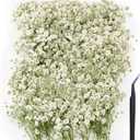 200 pcs Mini Dried Pressed Babys Breath Flowers Bulk - Real Natural Flat Flowers for Epoxy Craft, Scrapbooking, Wedding Invitations, Home Decor, DIY Gifts for Crafters (L-200p c s)