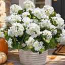 Artificial Geranium Fake Flowers for Outdoors Decoration, 6 Bundles Silk Geraniums White Flower UV Resistant Look Real Faux Plants for Front Door Garden Porch Planter Patio Balcony Yard Indoor Home