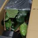 Artificial Plant Indoor 5.5FT - Fake Tree with Black Tall Planter - Faux Silk Plants Tall Fake Floor Plant in Pot - Artificial Trees for Home Office Living Room Decor Indoor