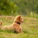 3 x Hyhug Reflective Martingale Dog Collar with Buckle: Escape-Proof, No Slip Heavy Duty Nylon, Colorfast Adjustable Pet Supplies for Small Breeds(Reflective Red, Extra Small)