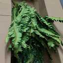 Dkaltm Single Silky Artificial Boston Fern Bush, 49Inch Large Artificial Ferns for Outdoors, Large Faux Ferns Artificial Plants,Suitable for Decorating Office, Living Room Faux Greenery,95Branches