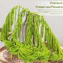 5Pcs Dried Amaranthus Hanging Flowers - 100% Natural 23 Neon Green Preserved Amaranthus Flowers for Wedding Arch, Floral Arrangment, Wall Hanging
