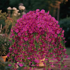 2Pcs Outdoor Faux Hanging Flowers Artificial Morning Glory with Eucalyptus Leaves UV Resistant Look Real Fake Plants for Outside Planter Porch Patio Balcony Yard Decor (Fuchsia)