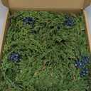16" Spring Wreaths for Front Door, Artificial Greenery Wreath with Blueberry, Green Norfolk Pine and Cedar for Wall, Porch, or Indoor Outdoor Decor, Real Touch Cedar Foliage