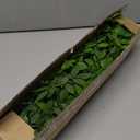 Fake Plants Eucalyptus Stems,Plastics Ficus Stems for Vase Artificial Plants,Greenery Stems for Vase Faux Plants Indoor,43.3" Faux Greenery Indoor Vase Fillers for Home Decor(3Pcs Orange)