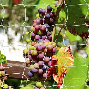 Tcamp Trellis Netting for Plants (5Ft x30Ft, 3.5" Square Mesh Ployester, 2Pack)