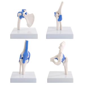 Mini Human Shoulder Elbow Hip Knee Joint Model Set, 1/2 Life Size Human Joint Anatomy Replica Set of Shoulder Knee Hip & Elbow Joints for Medical Classroom, PT, Chiropractic & Student Study