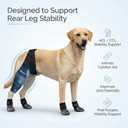 Acaine Dog Rear Leg Support Brace with Anti-Slip Socks – Adjustable for Joint Pain Relief and Recovery, Improves Mobility for Walking & Outdoor Use, Durable Black Size L (ACL Support)