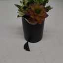 SEEKO Succulents Plants Artificial (3 Pack) - Indoor Fake Succulents with Black Pot