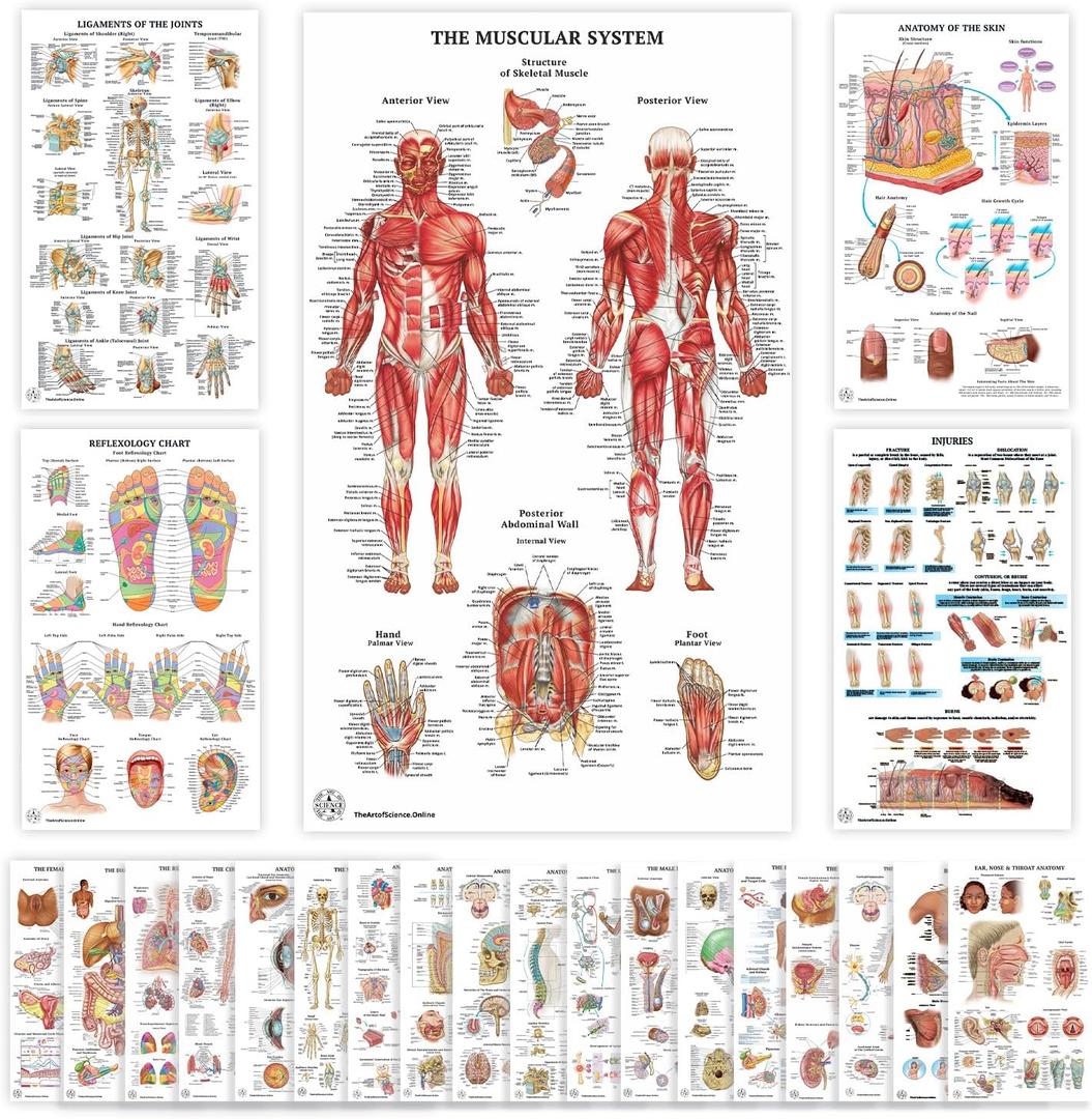 23 Human Anatomy Posters and Charts - 18x30, Medical Posters, Anatomy of the Skull, Injury, Breast, Skin, Ligaments of The Joints, Circulatory, Skeletal, Reproductive, Muscular, Injuries, Nervous Systems, Spine, Brain, Ear, Nose & Throat, Heart, Eye, Teeth, Science Biology Health Poster for Classroom, Office - Laminated