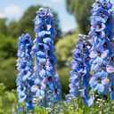 9 x 70+ Seeds Delphinium - Flower Blue