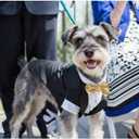 Dog Tuxedo, Formal Pet Clothes Shirt Costume Wedding Attire Party Bow Tie Suit, Pet Outfit for Small Medium Large Dogs Cats, Halloween Pet Costumes Birthday Puppy Clothing Christmas Apparel (M)