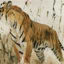 Vintage Tiger Watercolor Print: Animal Wall Art 36X24 