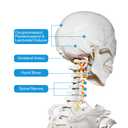 Breesky Human Skeleton Model for Anatomy- Life Size Medical Human Skeleton Model with Nervous System 70.8 in with Rolling Stand for Medical Study and Display 3 Posters