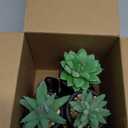 Der Rose 3 Pack Fake Plants Artificial Succulents Plants for Room Bathroom Home Office Desk Accessories Decor (Black)