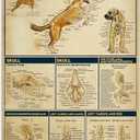 Canine Skeletal Anatomy Knowledge Metal Tin Sign Funny Science Posters School Education Farm Living Room Bathroom Kitchen Home Art Wall Decoration Plaque