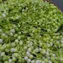 Zeyune 24 Pcs Babys Breath Candle Wreath Rings Bulk | Artificial Flower,Greenery Leaves Wreath,Gypsophila Wreath Candle Pillar,Wedding Table Decorations,Bridal Shower Centerpiece