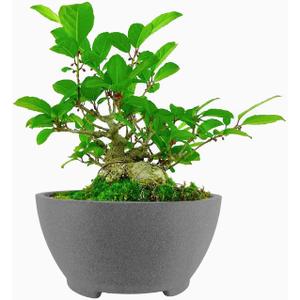 8.26 Gray Ceramic Bonsai Pot with Drainage Holes - Large Unglazed Clay Planter for Ficus Trees, Succulents & Indoor Plants, 4" Deep Round