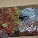 24" Fall Topiary Artificial Outdoor Plants, Faux Cedar Bushes & Shrubs