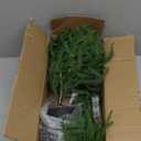 2FT Artificial Norfolk Pine Christmas Tree  Tabletop Faux Tree Unlit/Prelit with 50 LED Lights & 8-Function Battery Box, Pre-Assembled Holiday Decor for Home or Office (Prelit-2FT-2Pack)