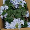 Faux Hydrangea Tree 30" Tall (2 Pack), Artificial Hydrangea Plant in Pot with Blue Flowers, Realistic Hydrangea Tree for Indoor Outdoor Porch, Patio, Home Decor