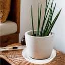 Bleuhome 6 Pack Plant Saucer Tray, 4 5 6 8 10 12 13 15 17 19 inch Plant Saucers, Heavy Duty Plastic Plant Drip Trays for Indoors, Flower Plant Water Tray, Plant Trays for Pots Base (6 inch, Clear)