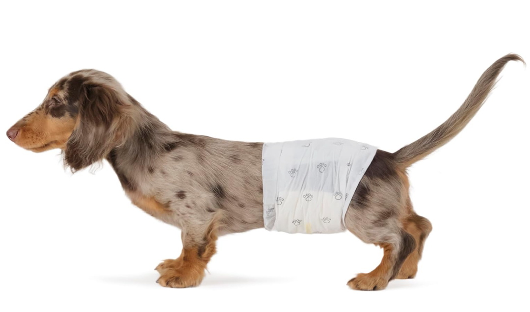 Basics LeakProof, Super Absorbent Male Dog Diapers with Wetness Indicator, Comfortable Design, Breathable Disposable Wrap, Secure Fit, Small, 30 Count